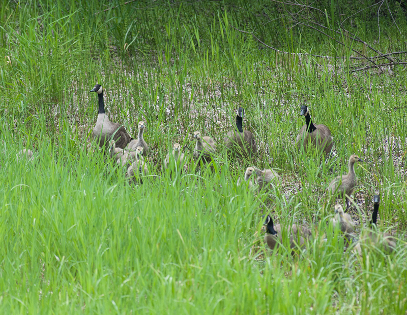 DSC_8870geese4wgeese4small