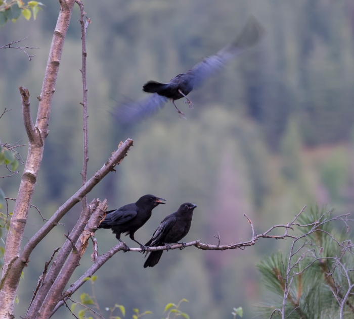 DSC_6194cropped crow_raven sequence24