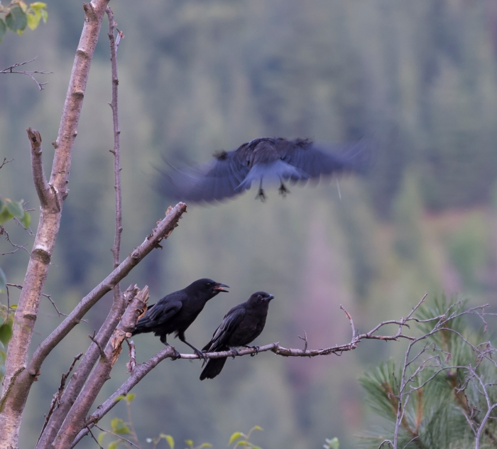 DSC_6195cropped crow_raven sequence24