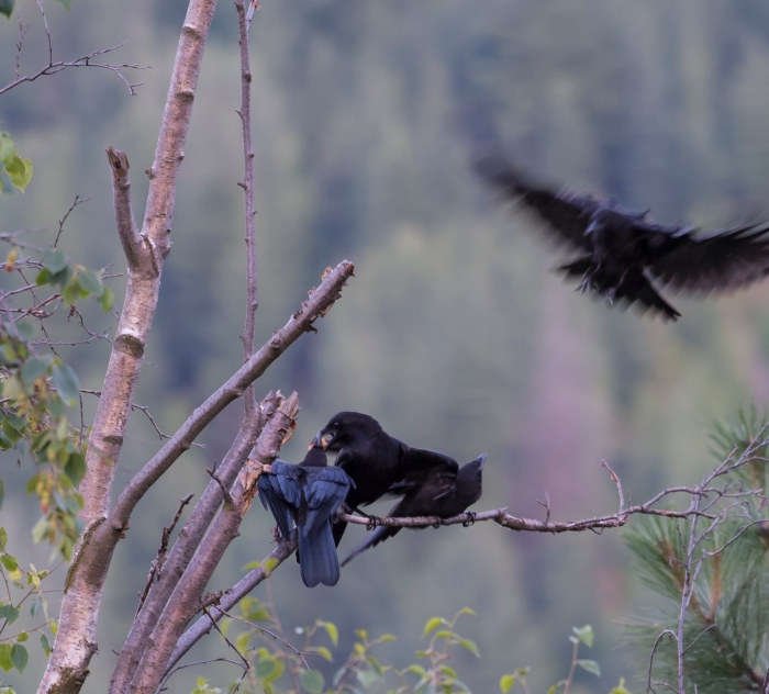 DSC_6202cropped crow_raven sequence24